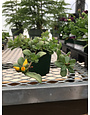 Purslane Yellow 4" pot