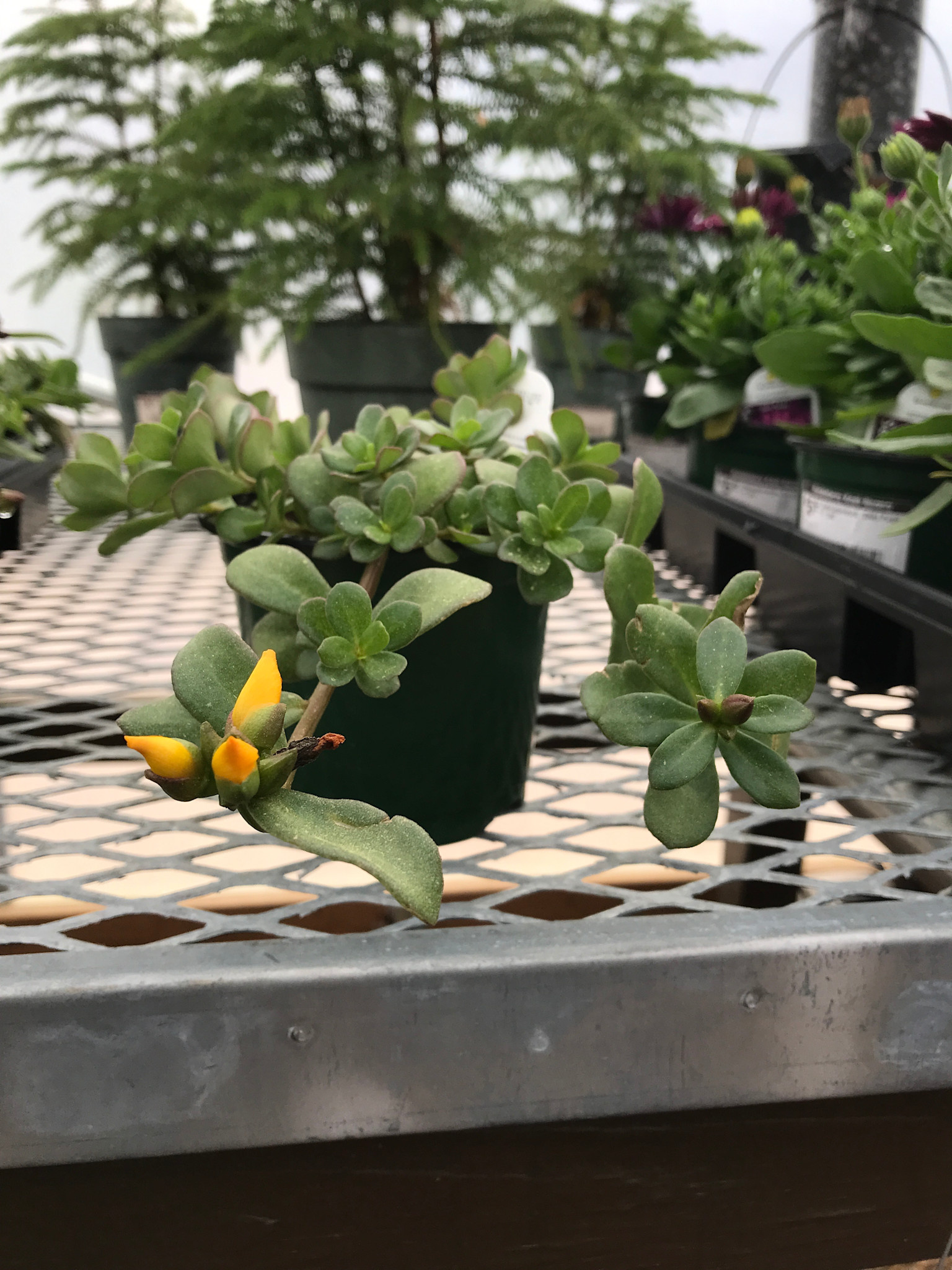Purslane Yellow 4" pot