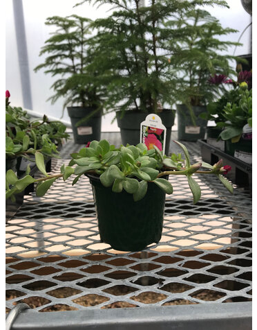Purslane Magenta 4" pot