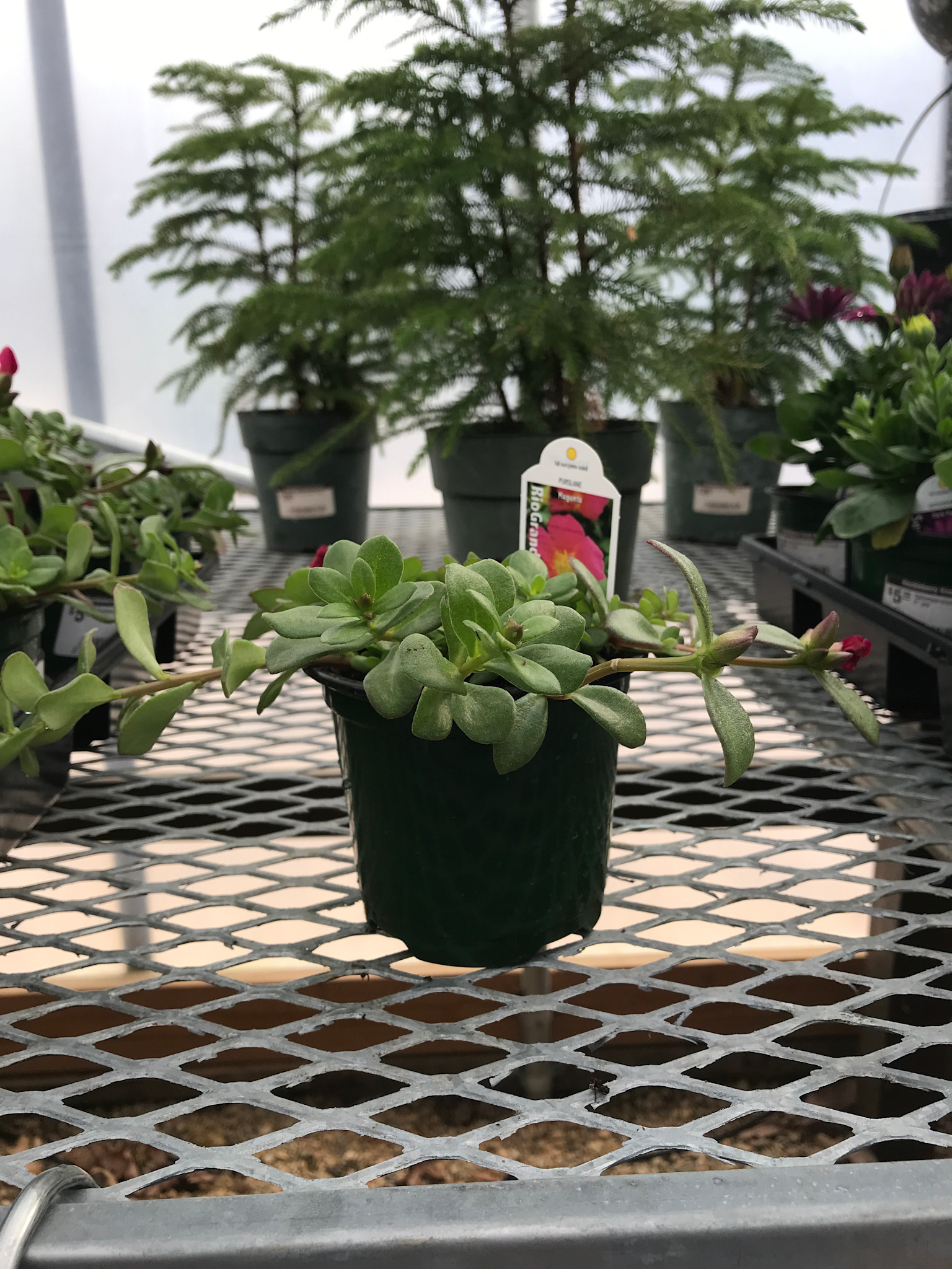 Purslane Magenta 4" pot