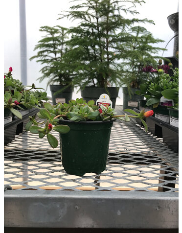 Purslane Scarlet 4" pot