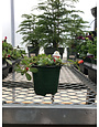 Purslane Scarlet 4" pot