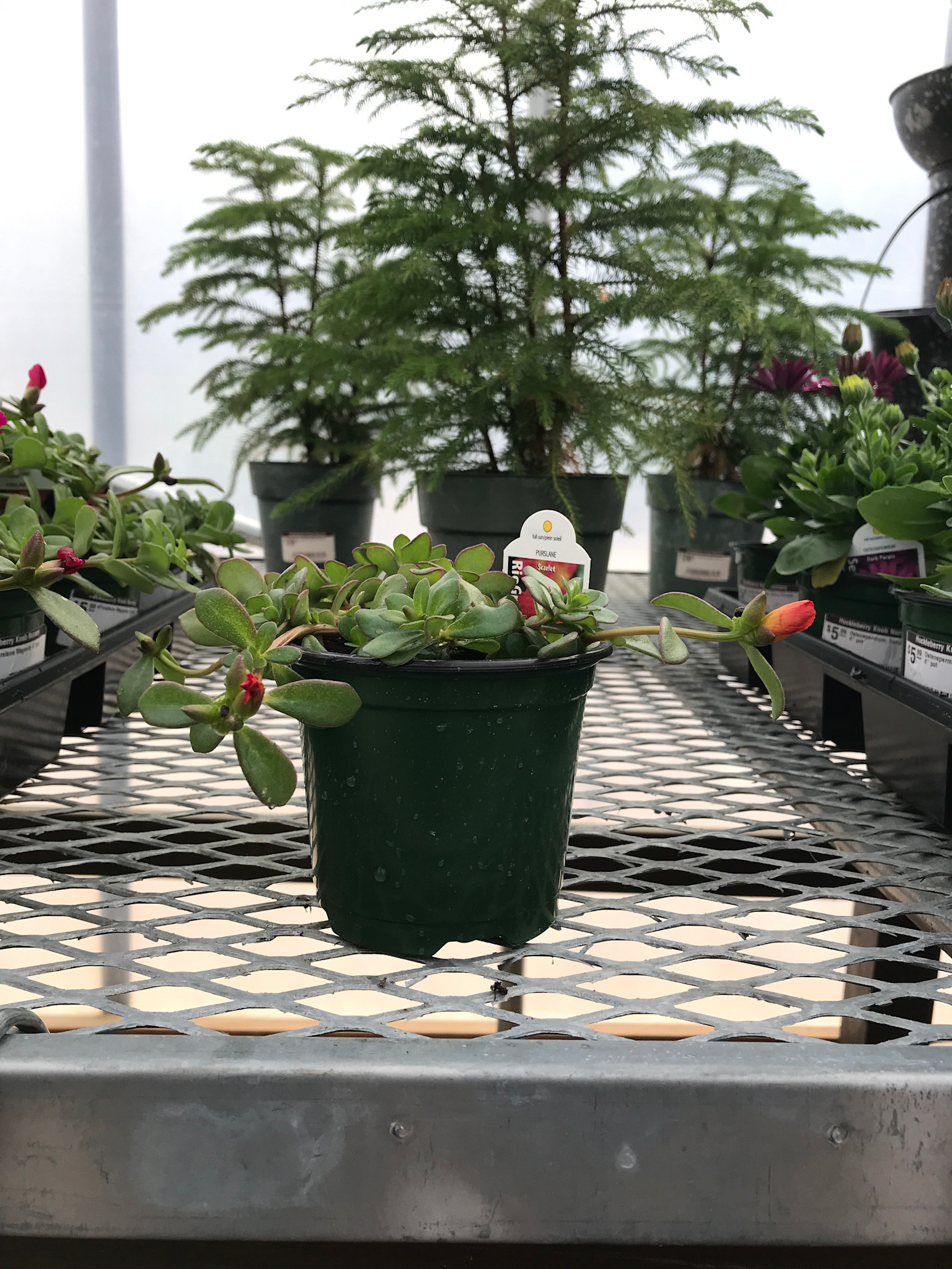 Purslane Scarlet 4" pot