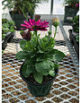 Osteospermum, Deep Purple 4" pot