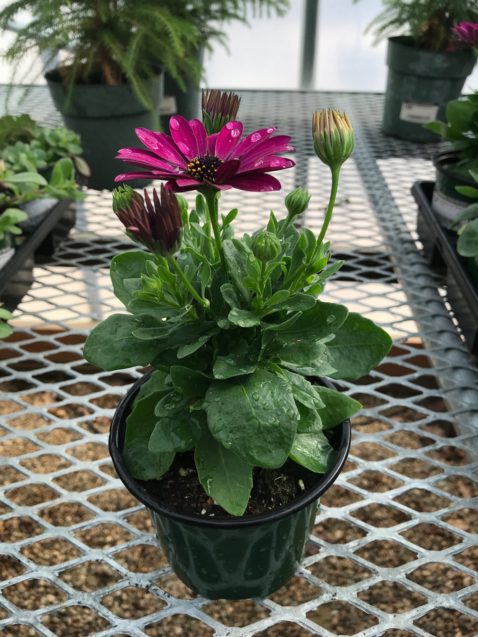 Osteospermum, Deep Purple 4" pot