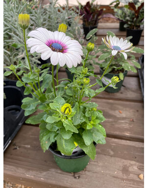 Osteospermum, Lavender Frost 4" pot