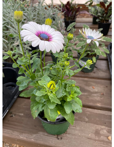 Osteospermum, Lavender Frost 4" pot