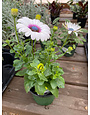 Osteospermum, Lavender Frost 4" pot