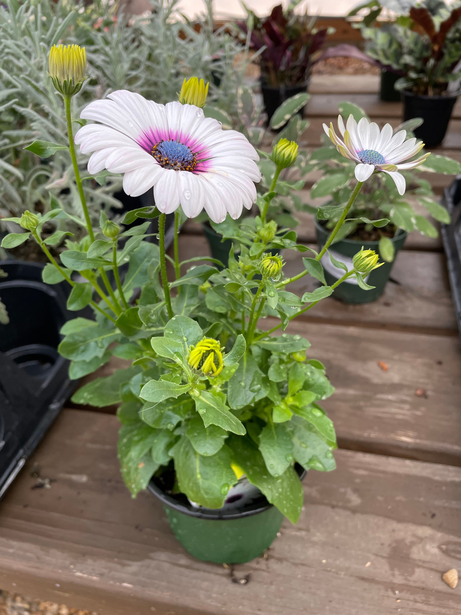 Osteospermum, Lavender Frost 4" pot
