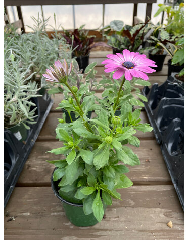 Osteospermum, Pink Magic 4" pot