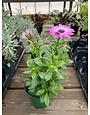 Osteospermum, Pink Magic 4" pot