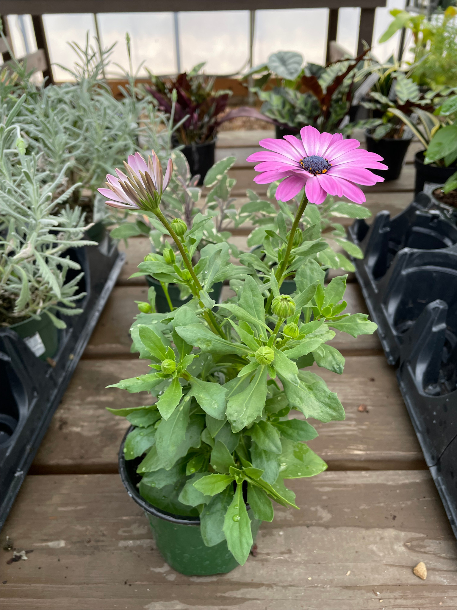 Osteospermum, Pink Magic 4" pot