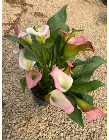 Calla Lily, 6"
