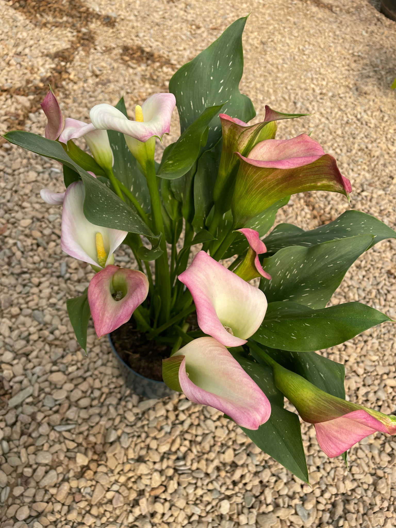 Calla Lily,6"