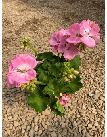 Geranium,  Light Pink 4"