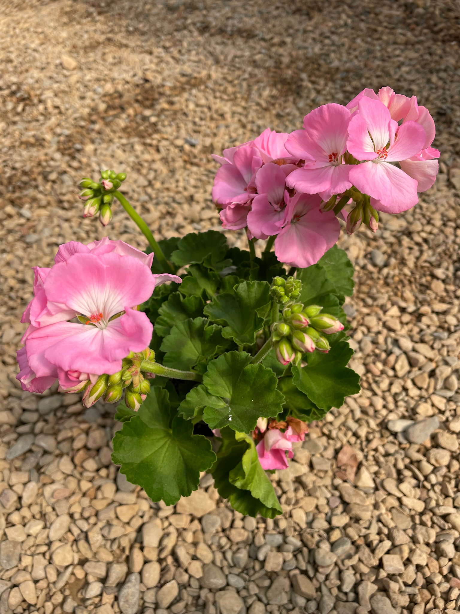 Geranium,  Light Pink 4"