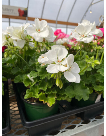Geranium,  White 4"
