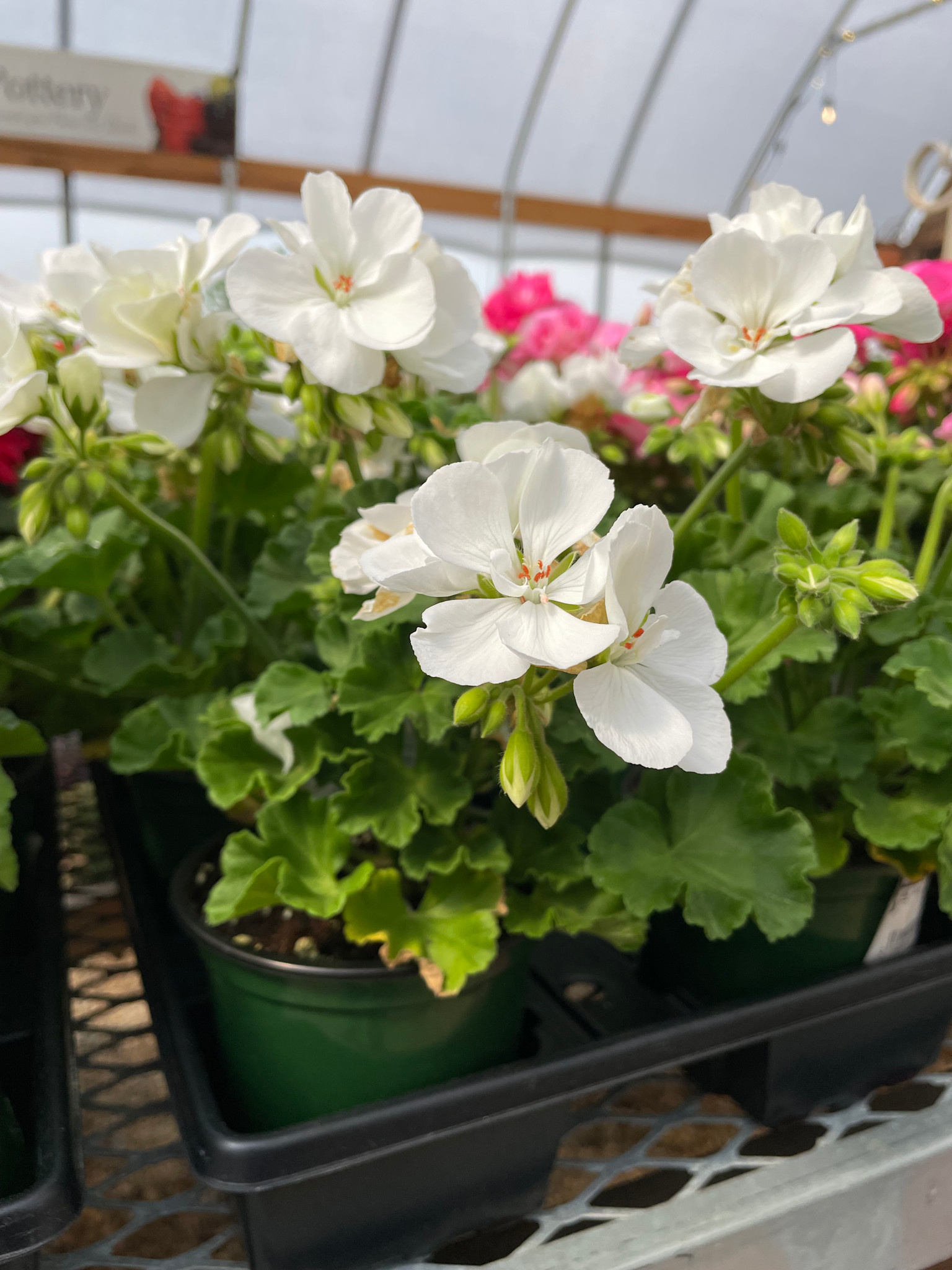 Geranium,  White 4"