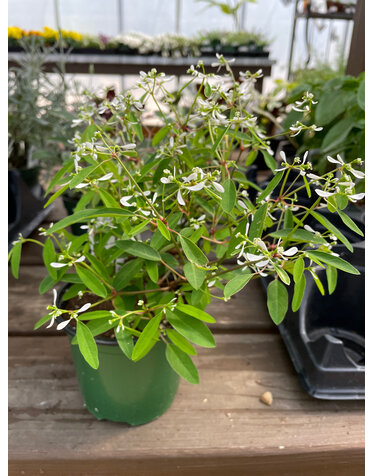 Euphorbia, White 4" pot