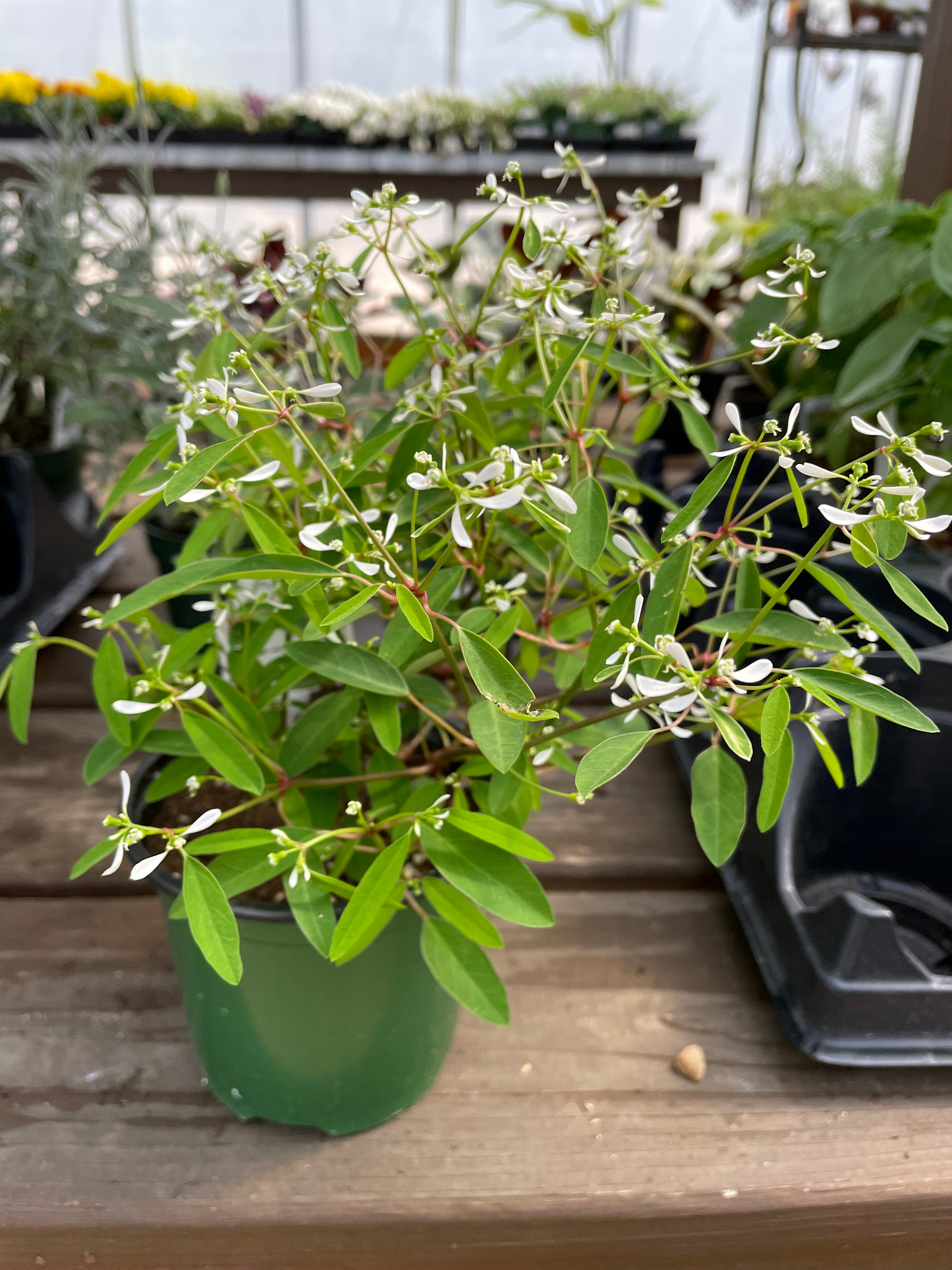 Euphorbia, White 4" pot