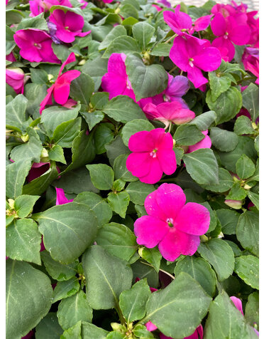 Impatiens, Pink 4pk