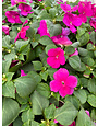 Impatiens, Pink 4pk
