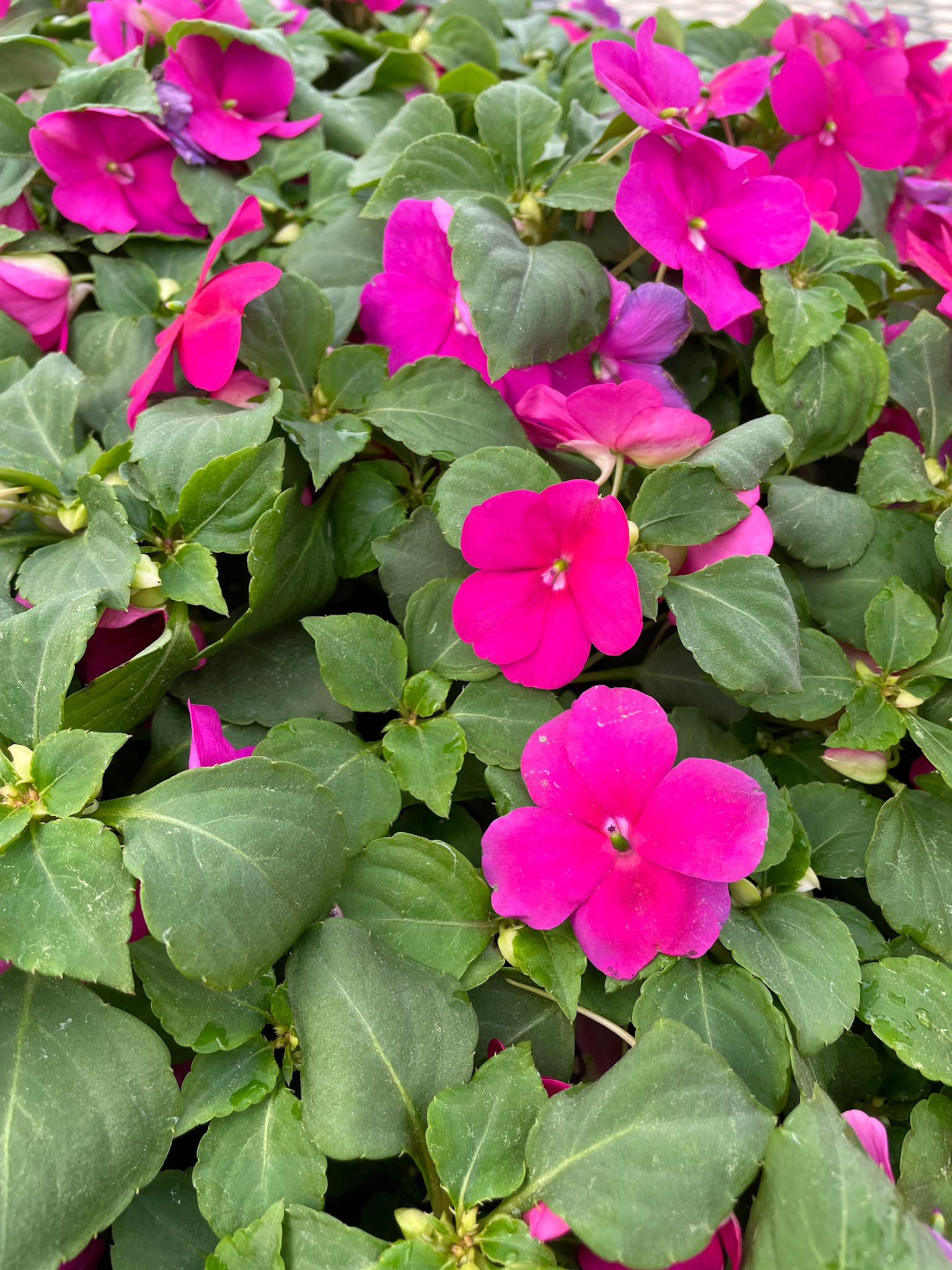 Impatiens, Pink 4pk