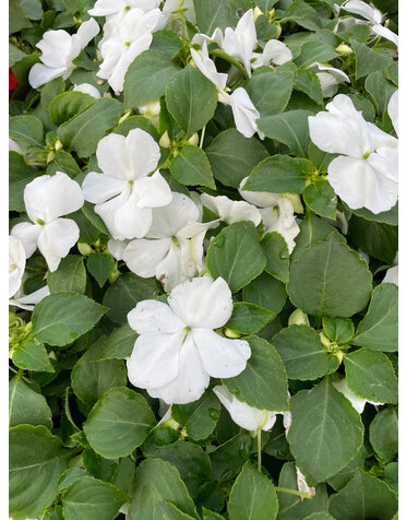Impatiens, White 4pk