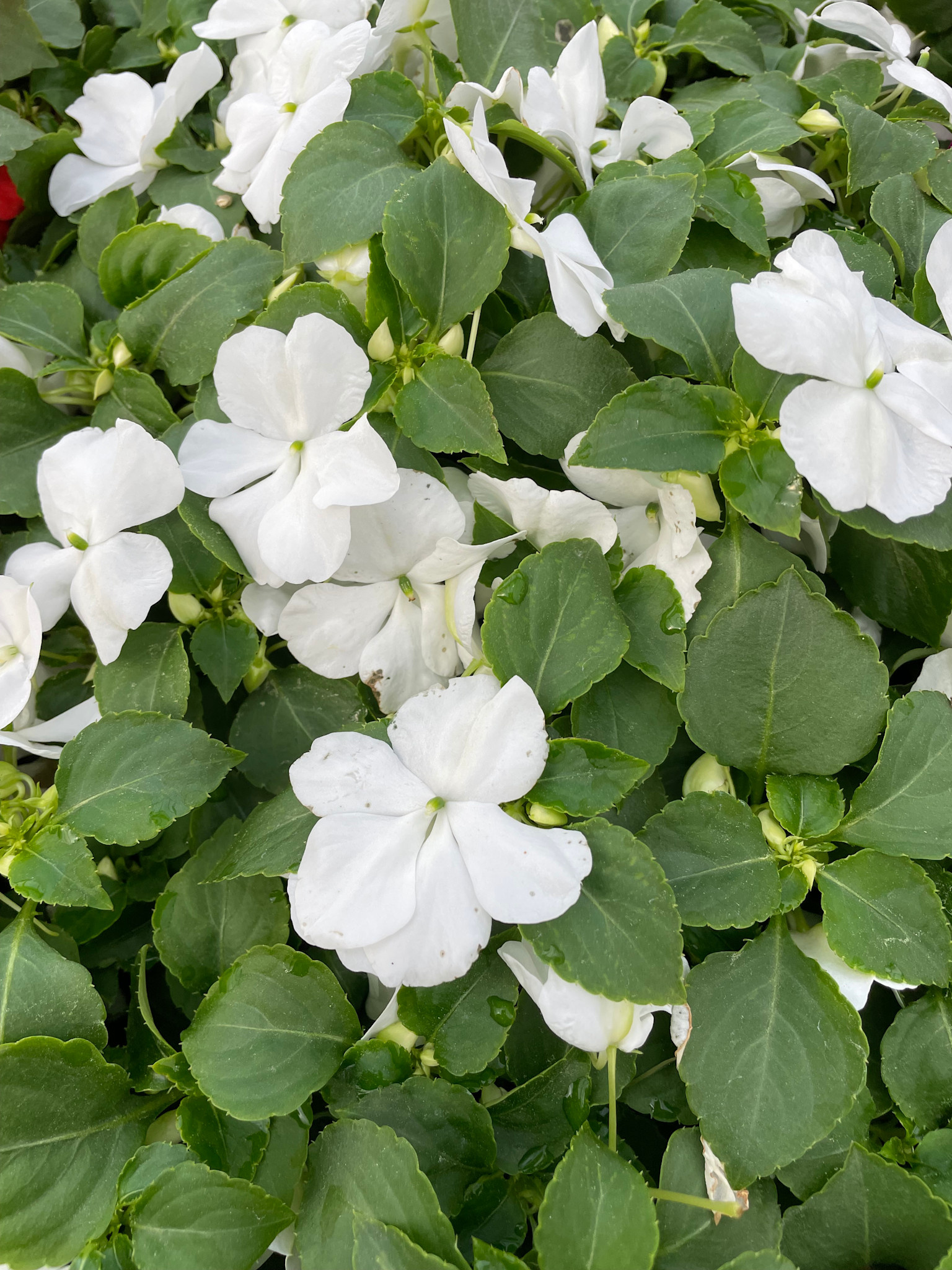Impatiens, White 4pk