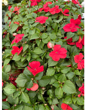 Impatiens, Red 4pk
