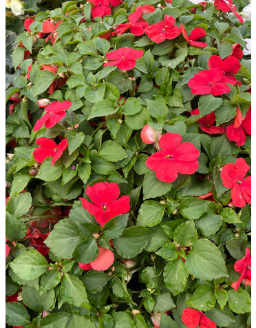 Impatiens, Red 4pk