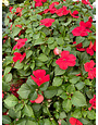 Impatiens, Red 4pk
