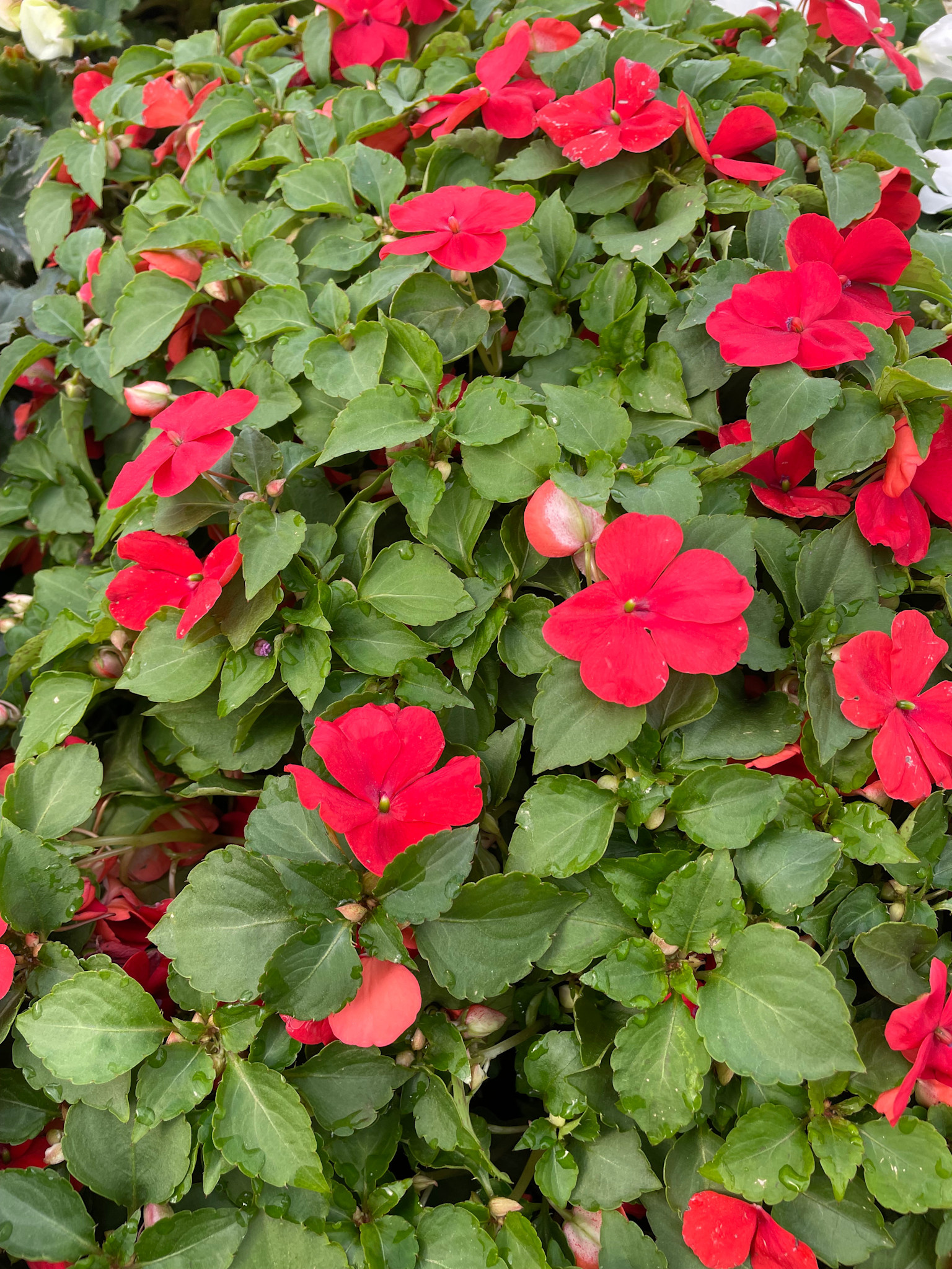 Impatiens, Red 4pk