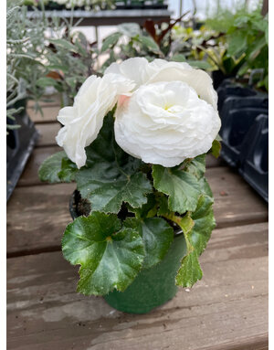 Double Bloom Begonia, White 4" pot
