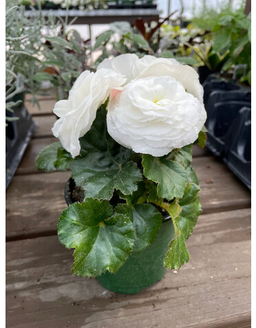 Double Bloom Begonia, White 4" pot
