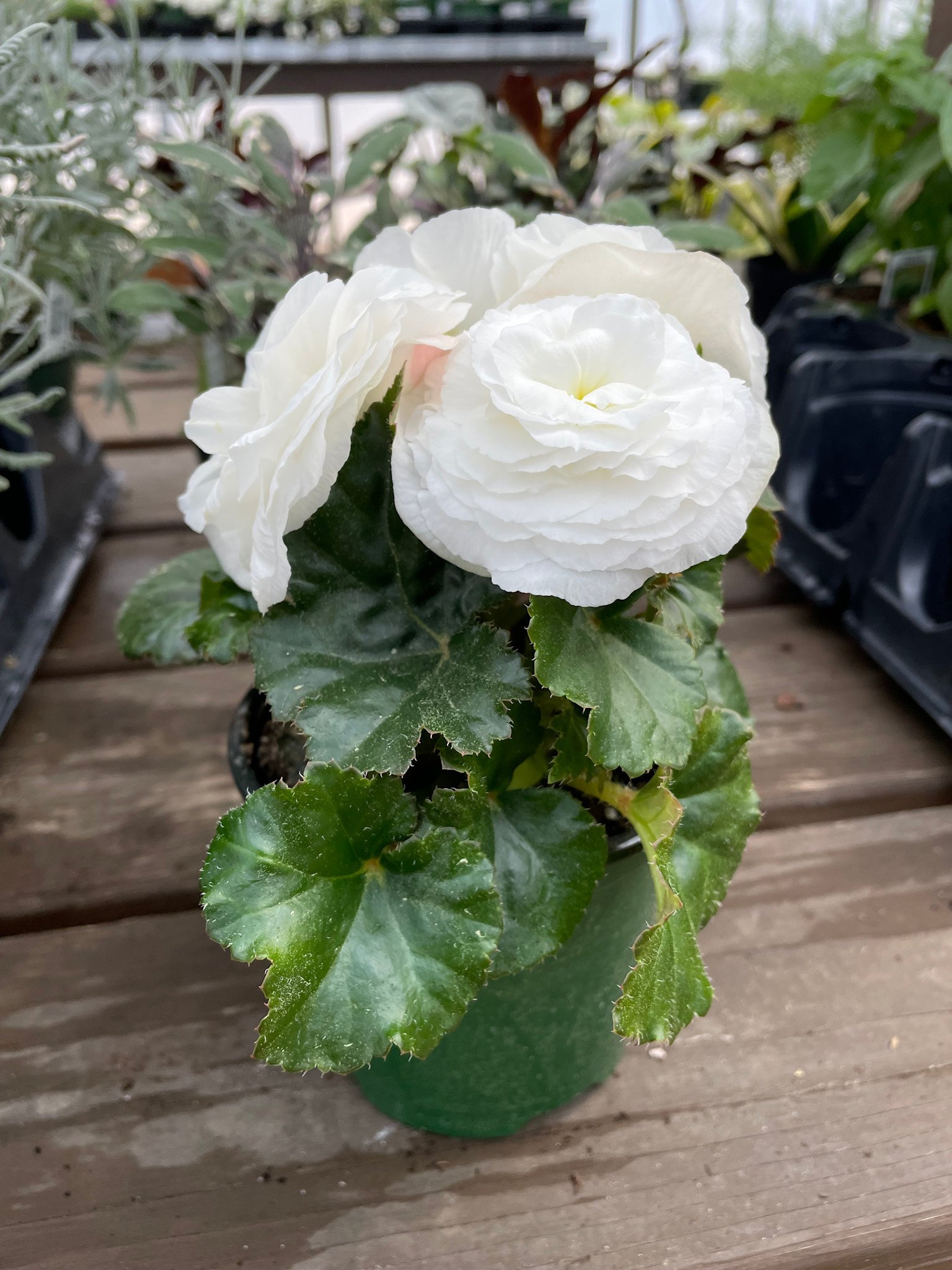 Double Bloom Begonia, White 4" pot