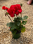 Geranium Cardinal Red 4"