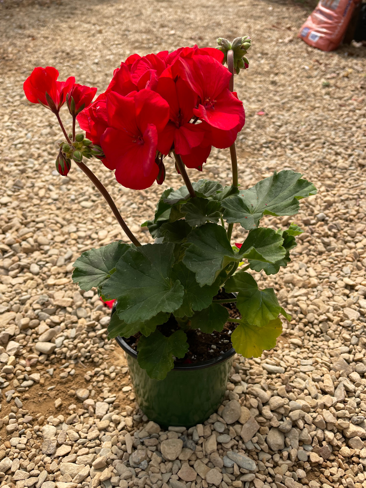 Geranium Cardinal Red 4"