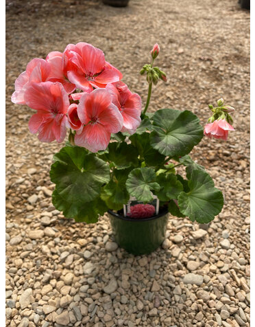 Geranium,  Salmon 4"