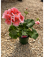 Geranium,  Salmon 4"
