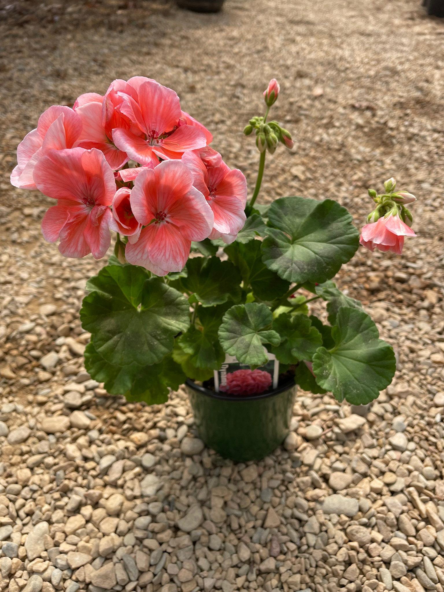 Geranium,  Salmon 4"
