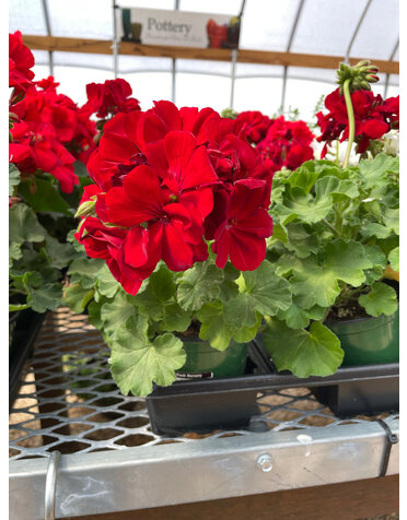 Geranium,  Dark Red 4"