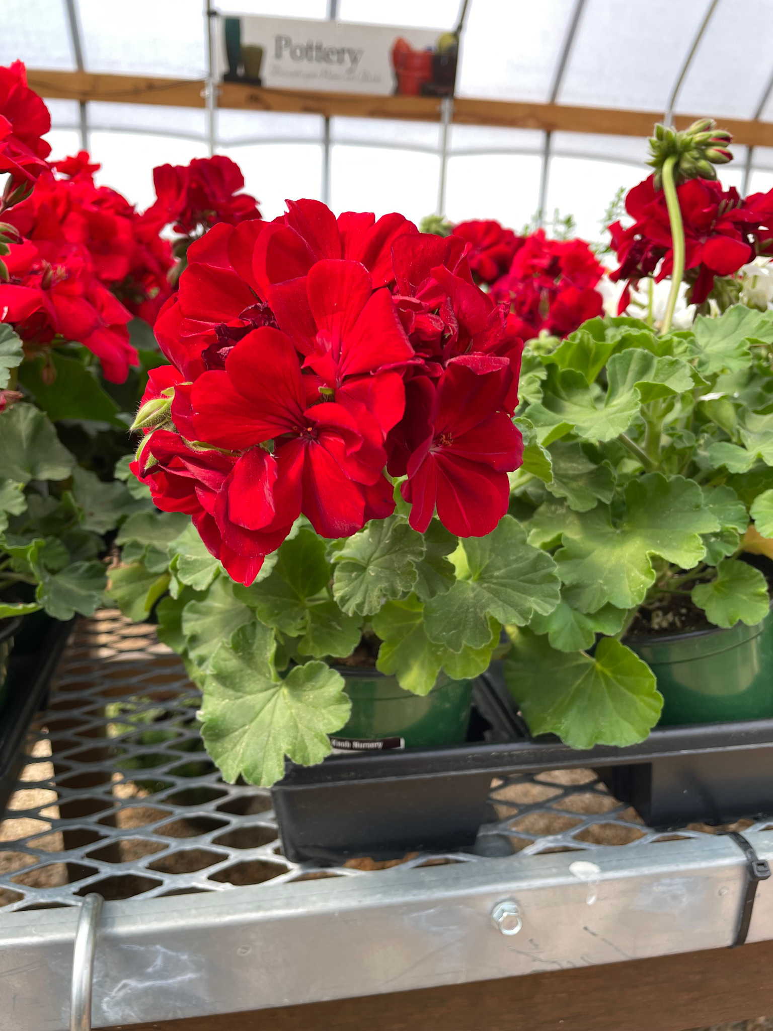 Geranium,  Dark Red 4"