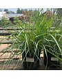 Grass, Cassian Fountain Grass Pennisetum 3G