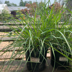 Grass, Cassian Fountain Grass Pennisetum 3G