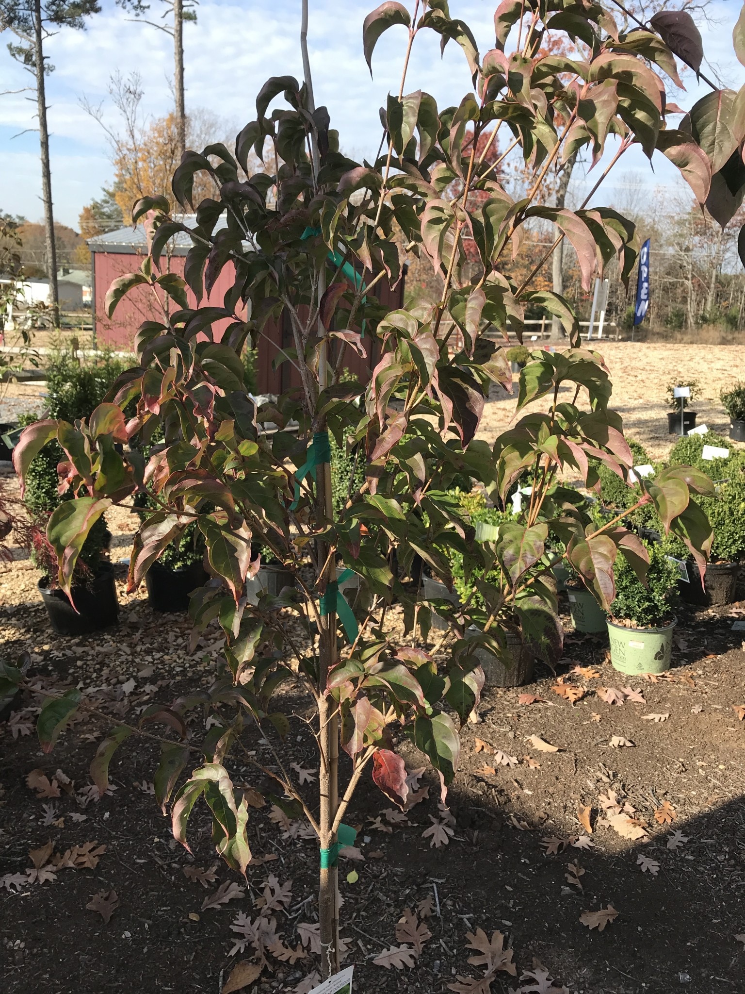 Dogwood, Cornus kousa 'Rutpink' Scarlet Fire® 10G