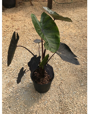 Elephant Ear, Colocasia esculenta Royal Hawaiian® 'Black Coral' 2G
