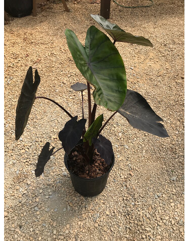 Elephant Ear, Colocasia esculenta Royal Hawaiian® 'Black Coral' 2G