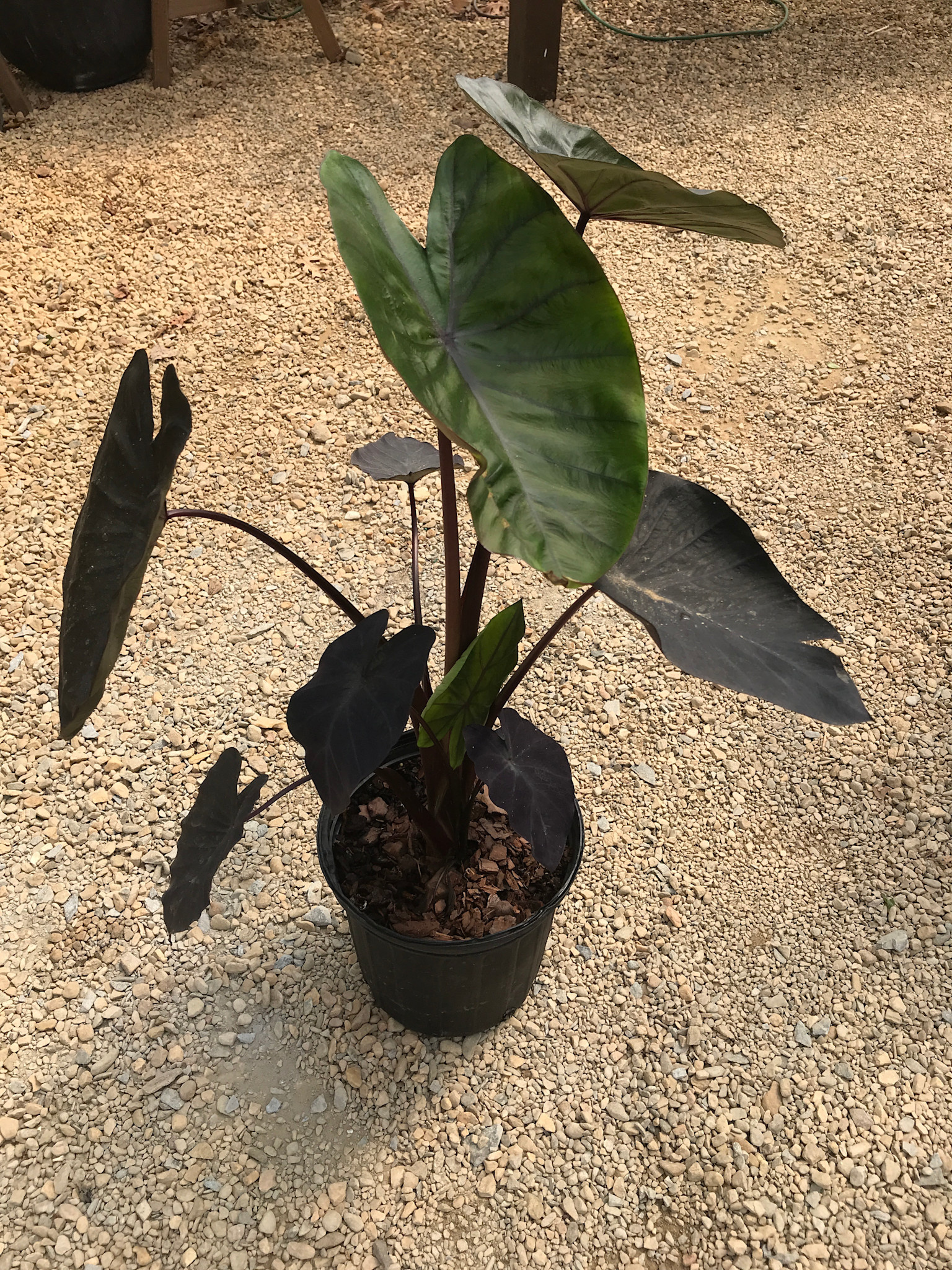 Colocasia, 'Royal Hawaiian Black Coral' Elephant Ear 2G
