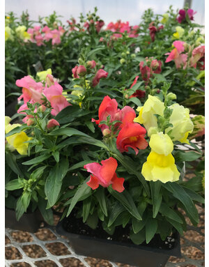 Snapshot Mix Snapdragon, 4 pack